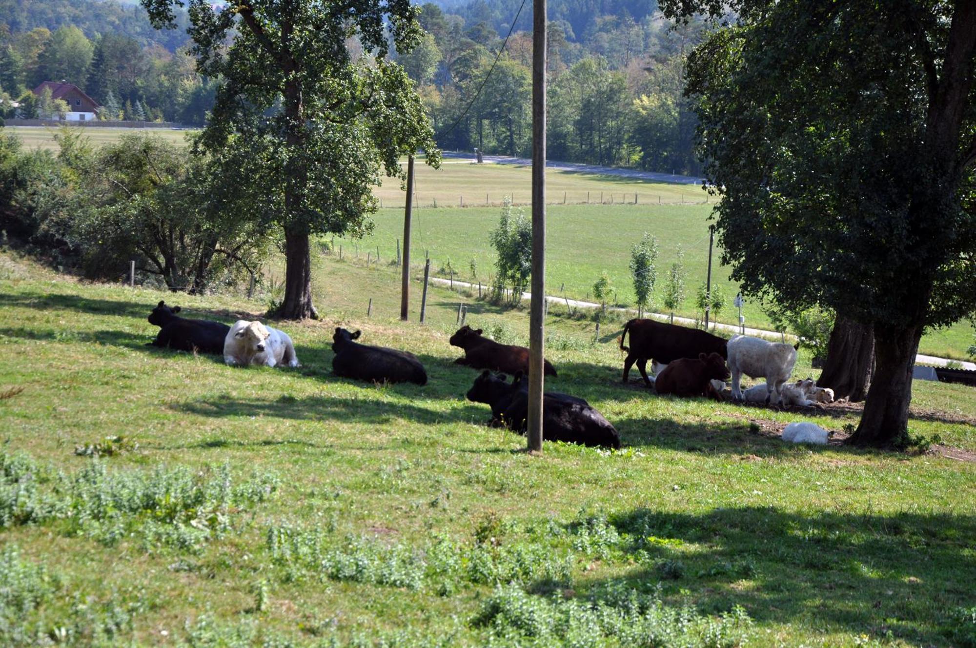 Mostheuriger Steyrdurchbruchalm Leonstein Exteriör bild